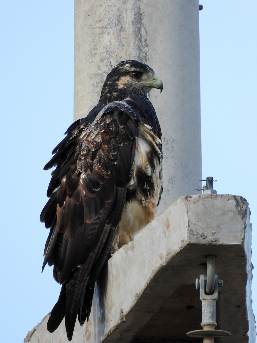 Black-chested Buzzard-Eagle - ML631229479