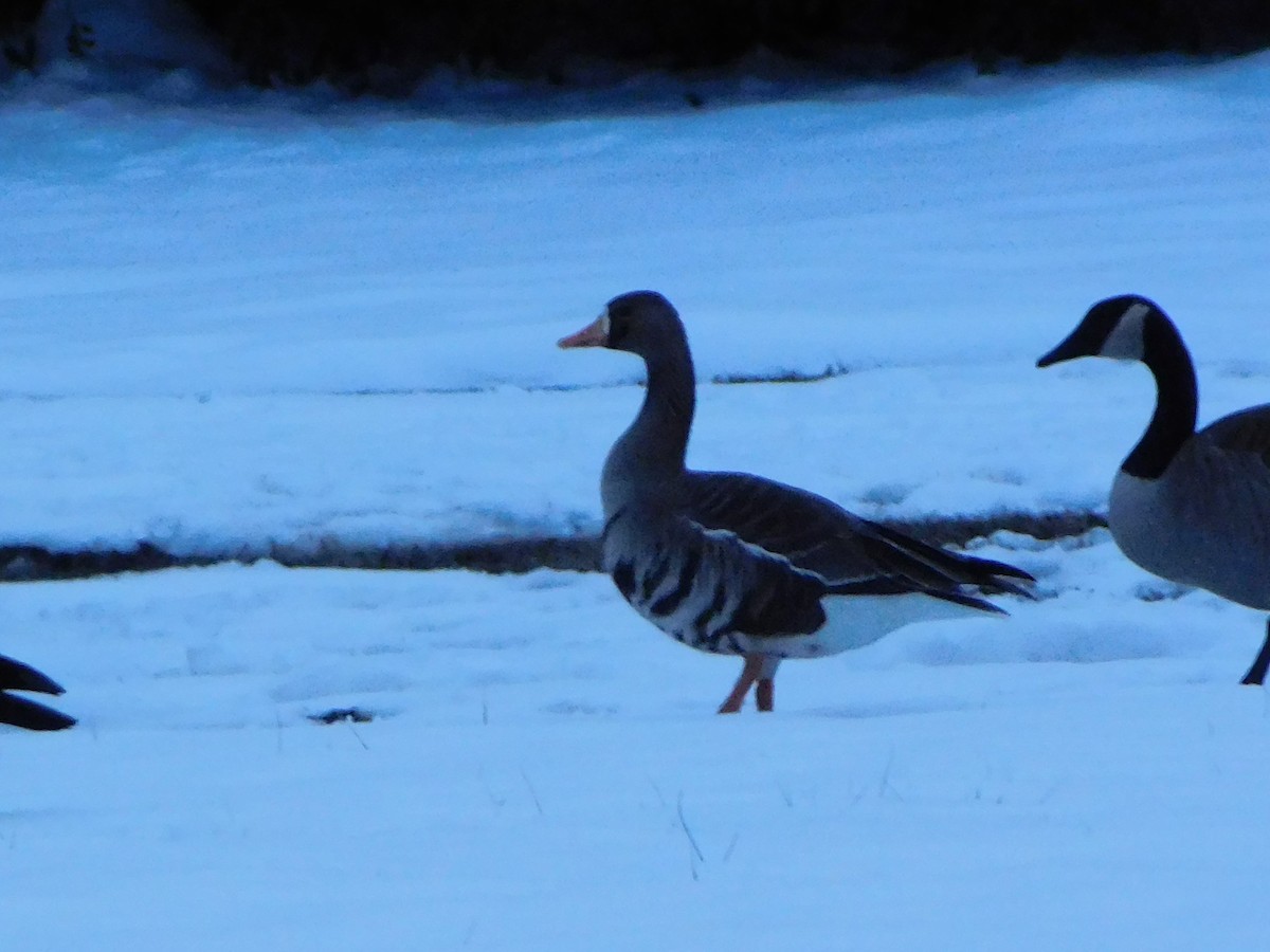 Greater White-fronted Goose - ML631229775