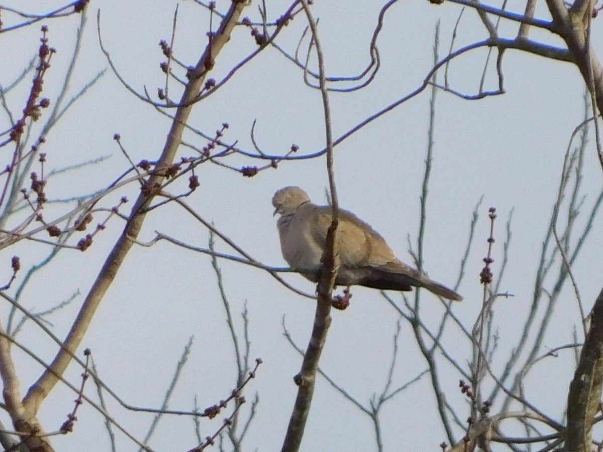 Eurasian Collared-Dove - ML631229823