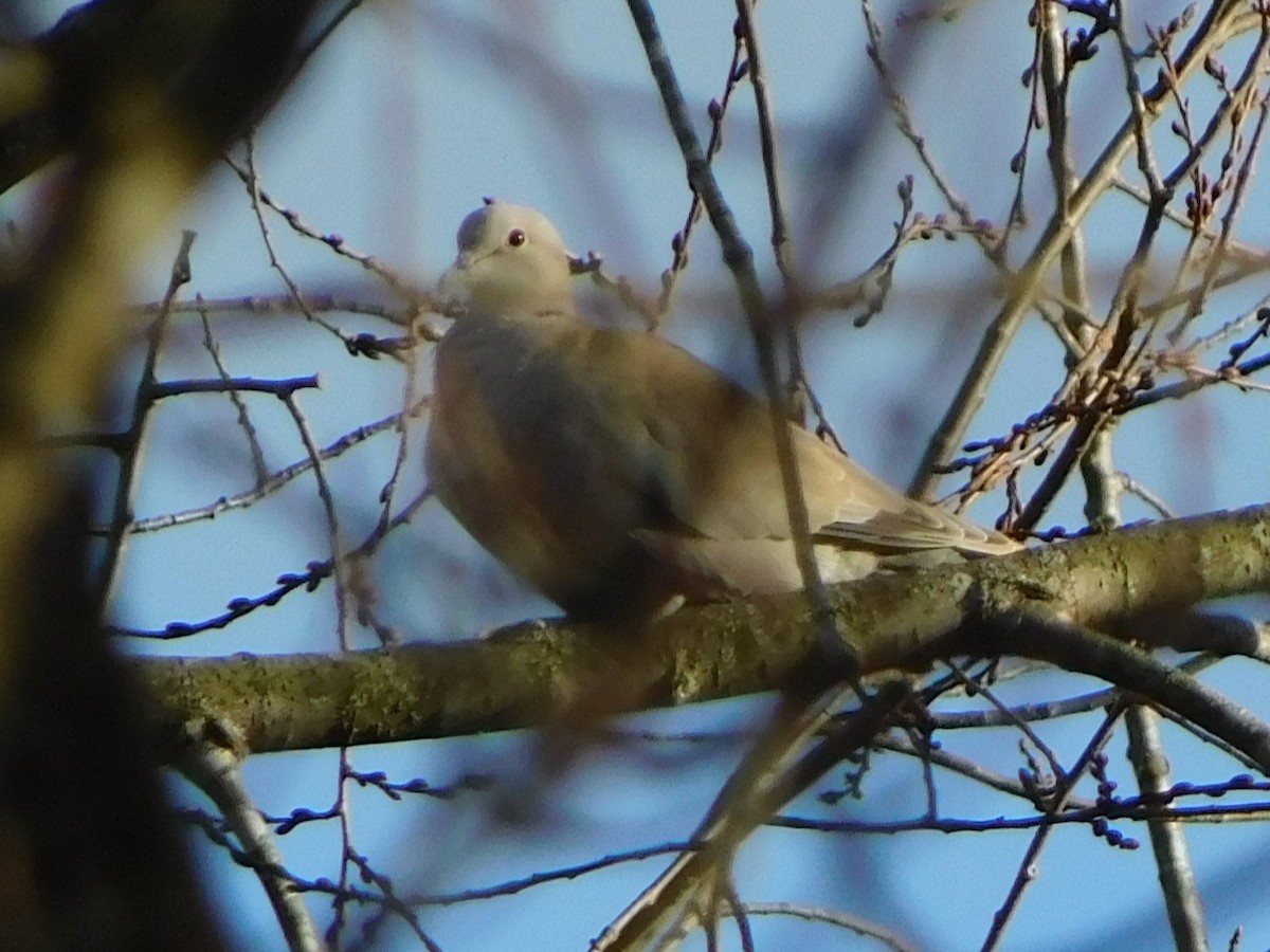 Eurasian Collared-Dove - ML631229827