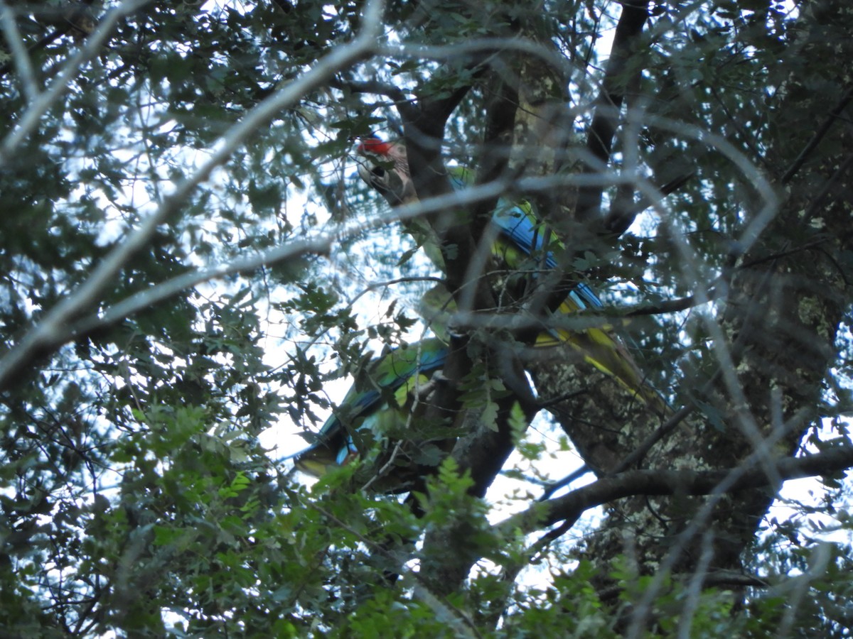 Military Macaw - ML631229938