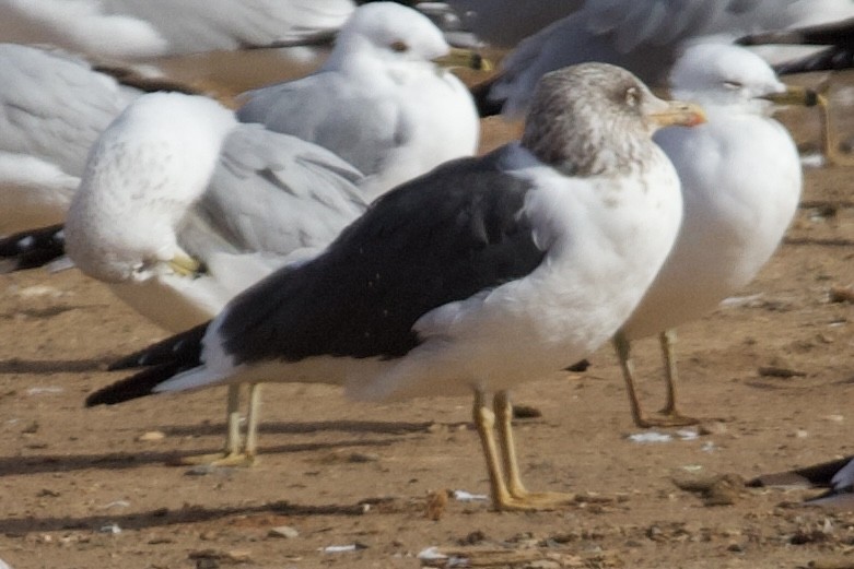 Lesser Black-backed Gull - ML631229954