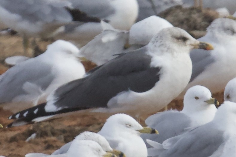 Lesser Black-backed Gull - ML631229955