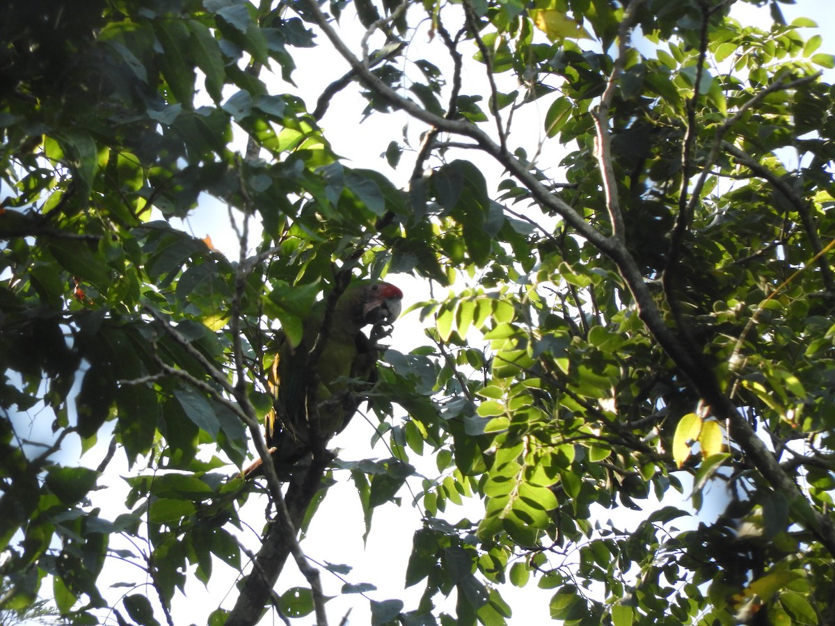 Military Macaw - ML631230016