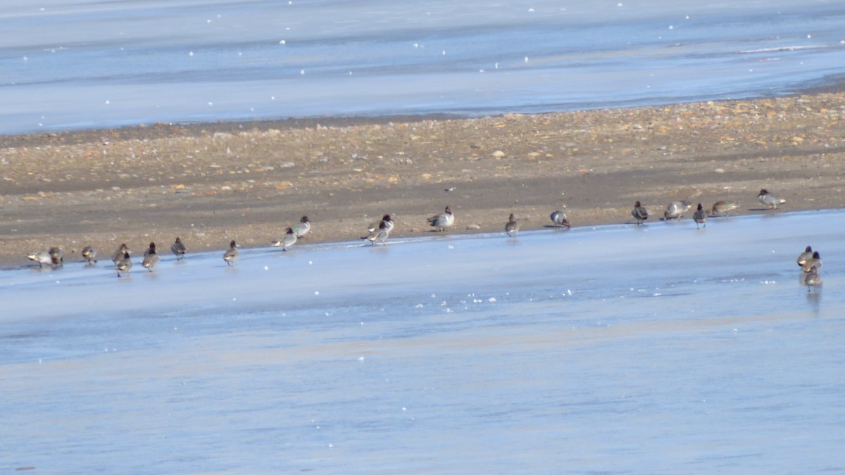 Green-winged Teal (American) - ML631230140
