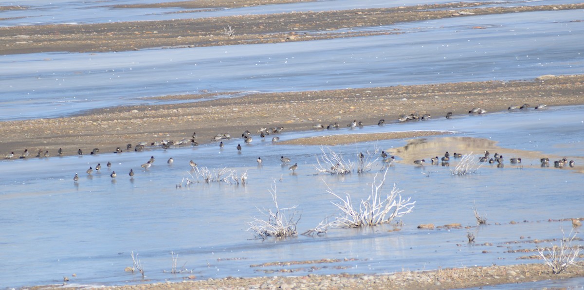 Green-winged Teal (American) - ML631230153