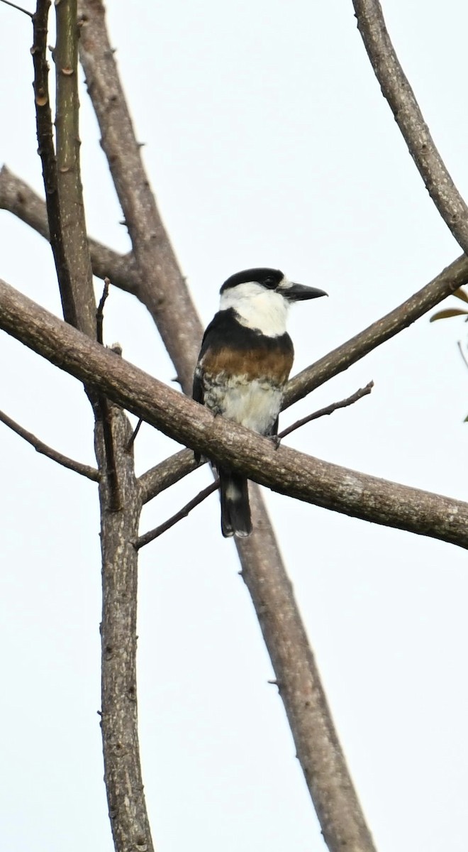 Brown-banded Puffbird - ML631230176