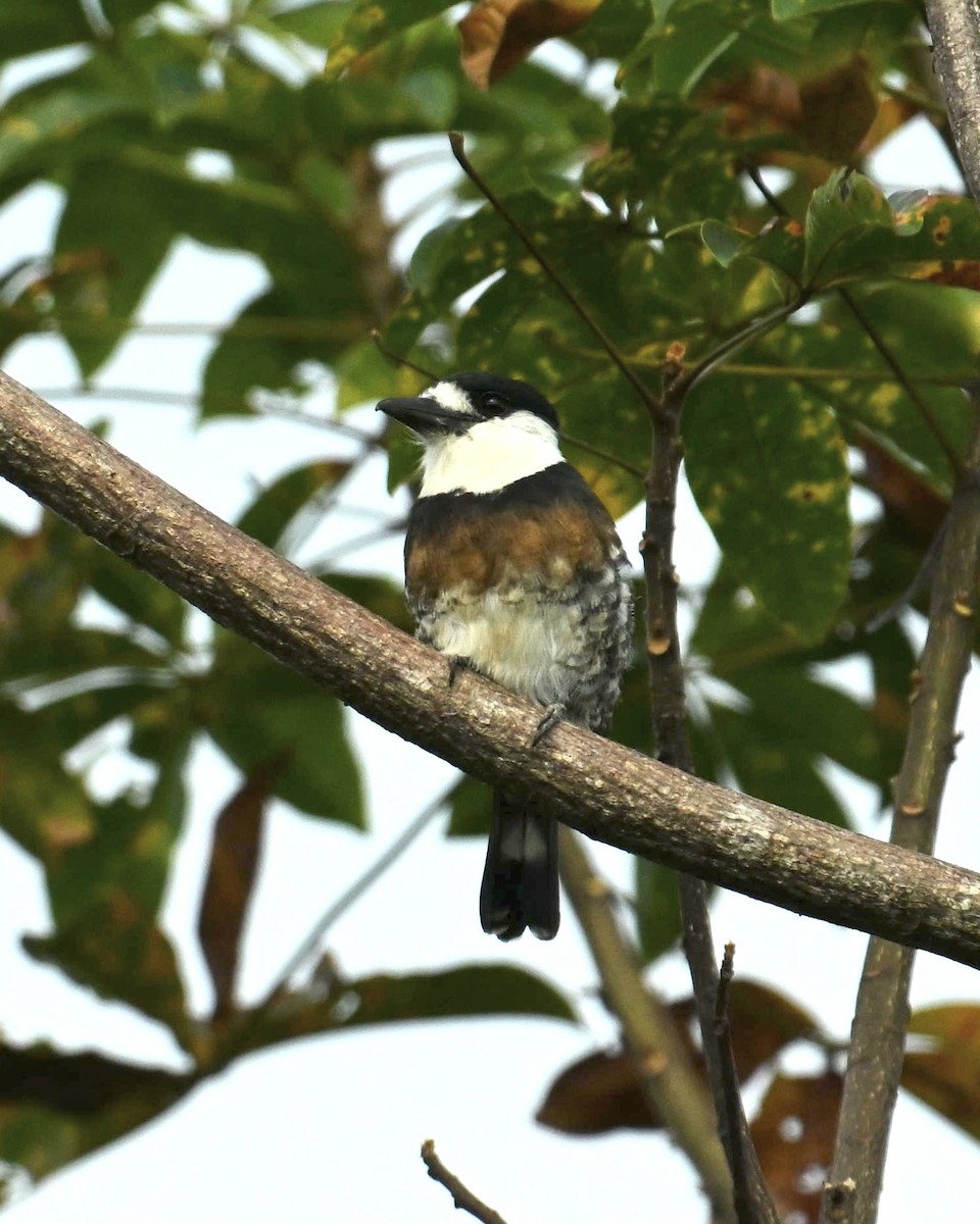 Brown-banded Puffbird - ML631230191