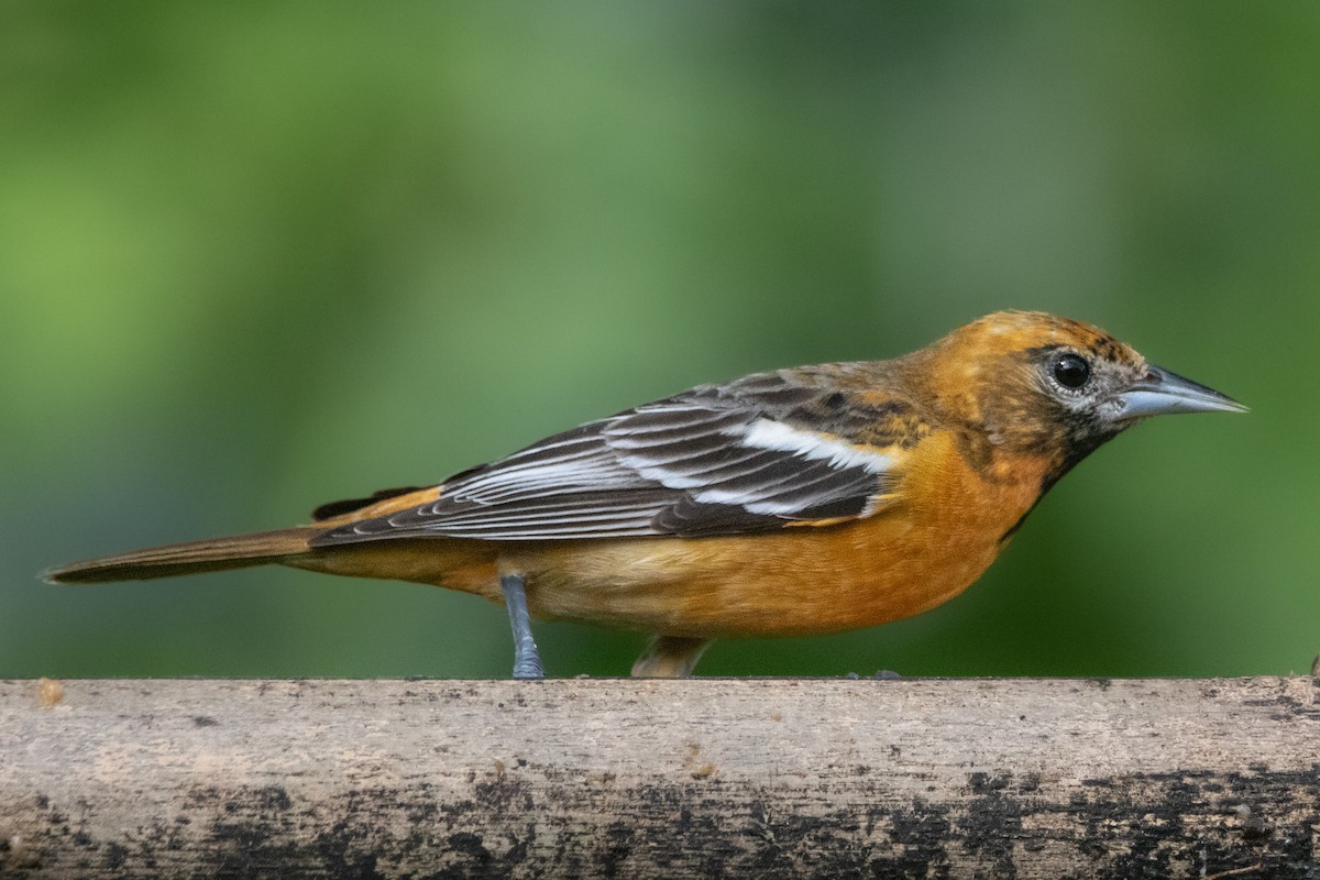 Baltimore Oriole - ML631230246