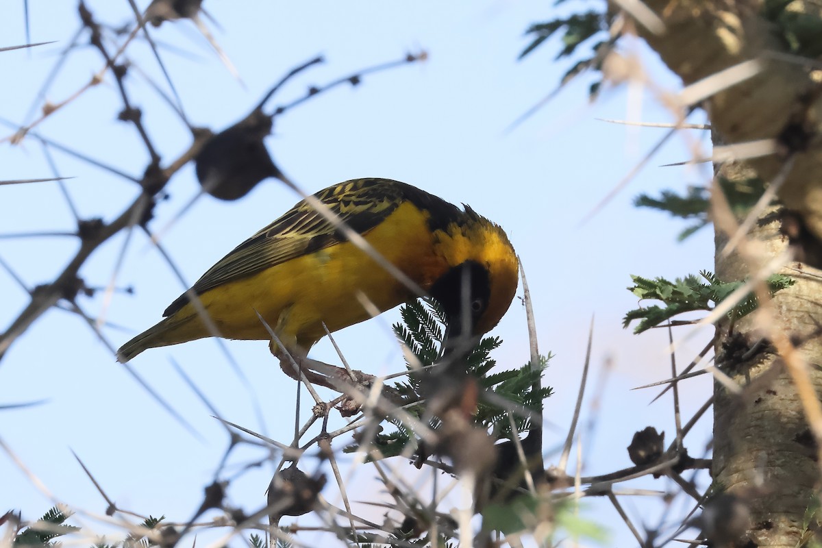 Fox's Weaver - ML631230505