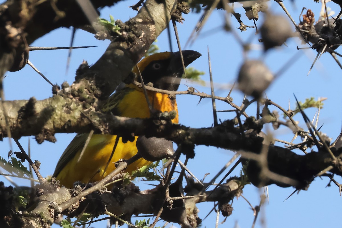 Fox's Weaver - ML631230506