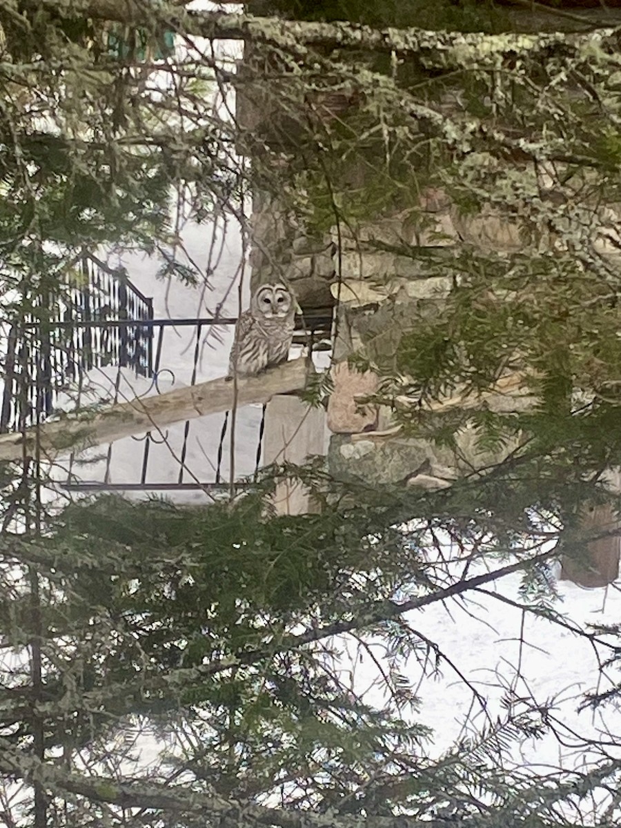 Barred Owl - ML631230529