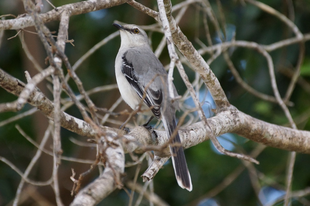 Tropical Mockingbird (Mayan) - ML631230548