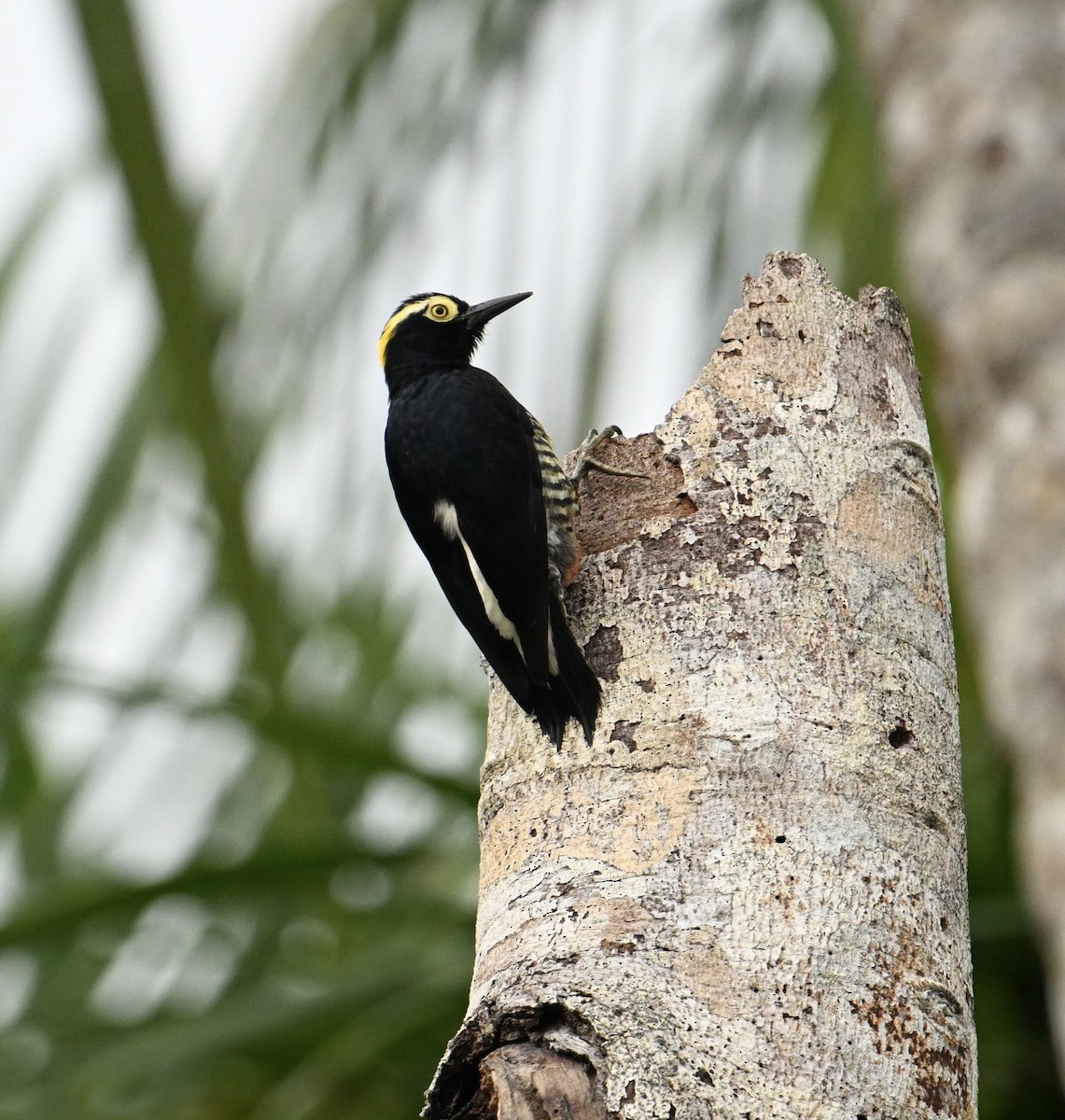 Yellow-tufted Woodpecker - ML631230598