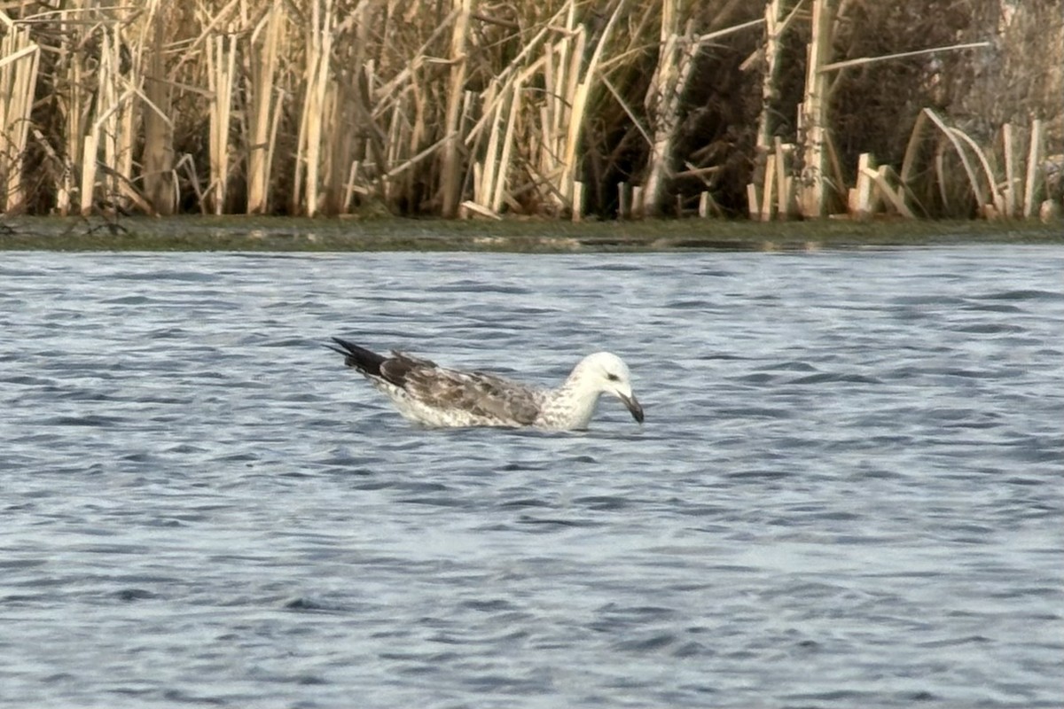 Caspian Gull - ML631230638