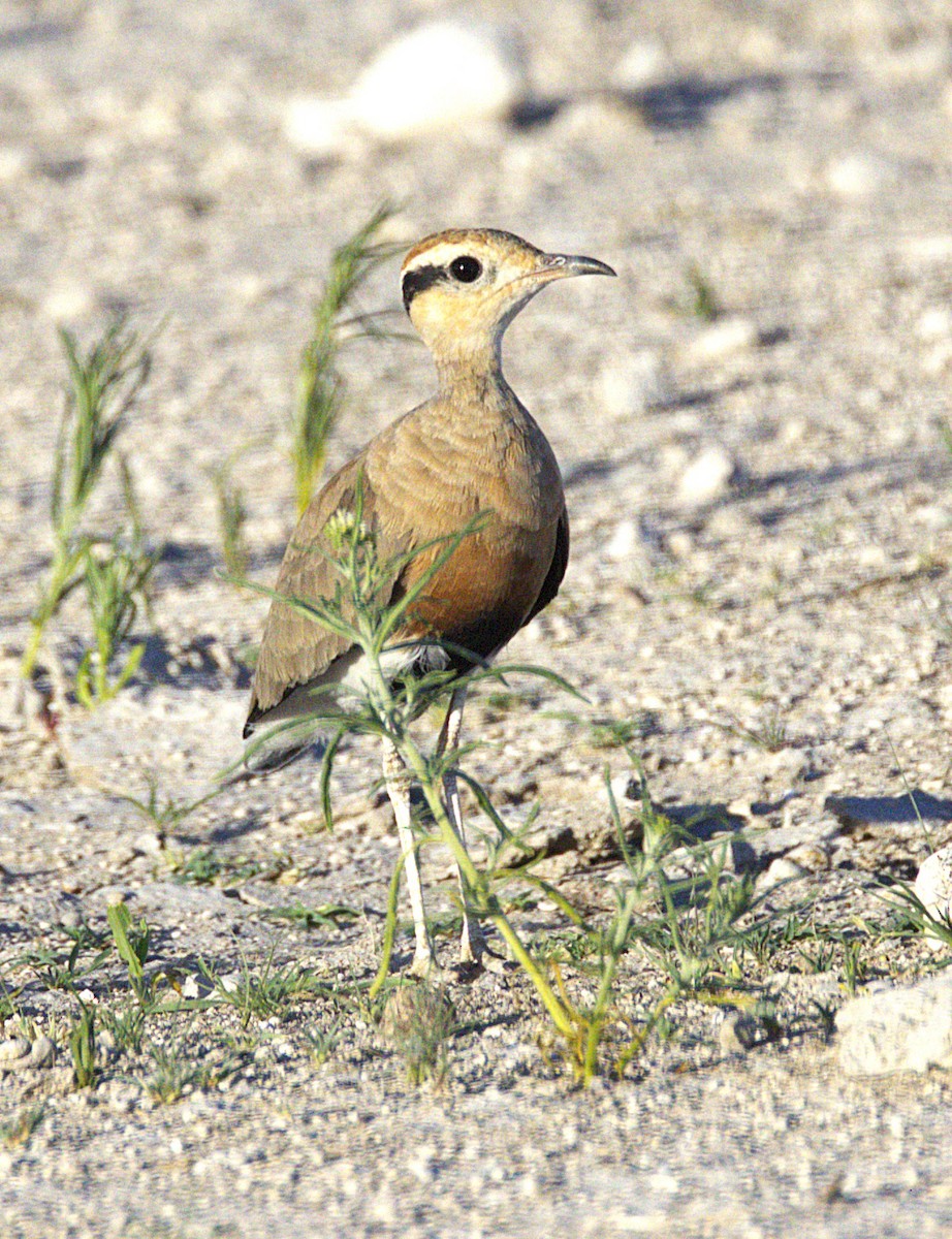 Temminck's Courser - ML631230639