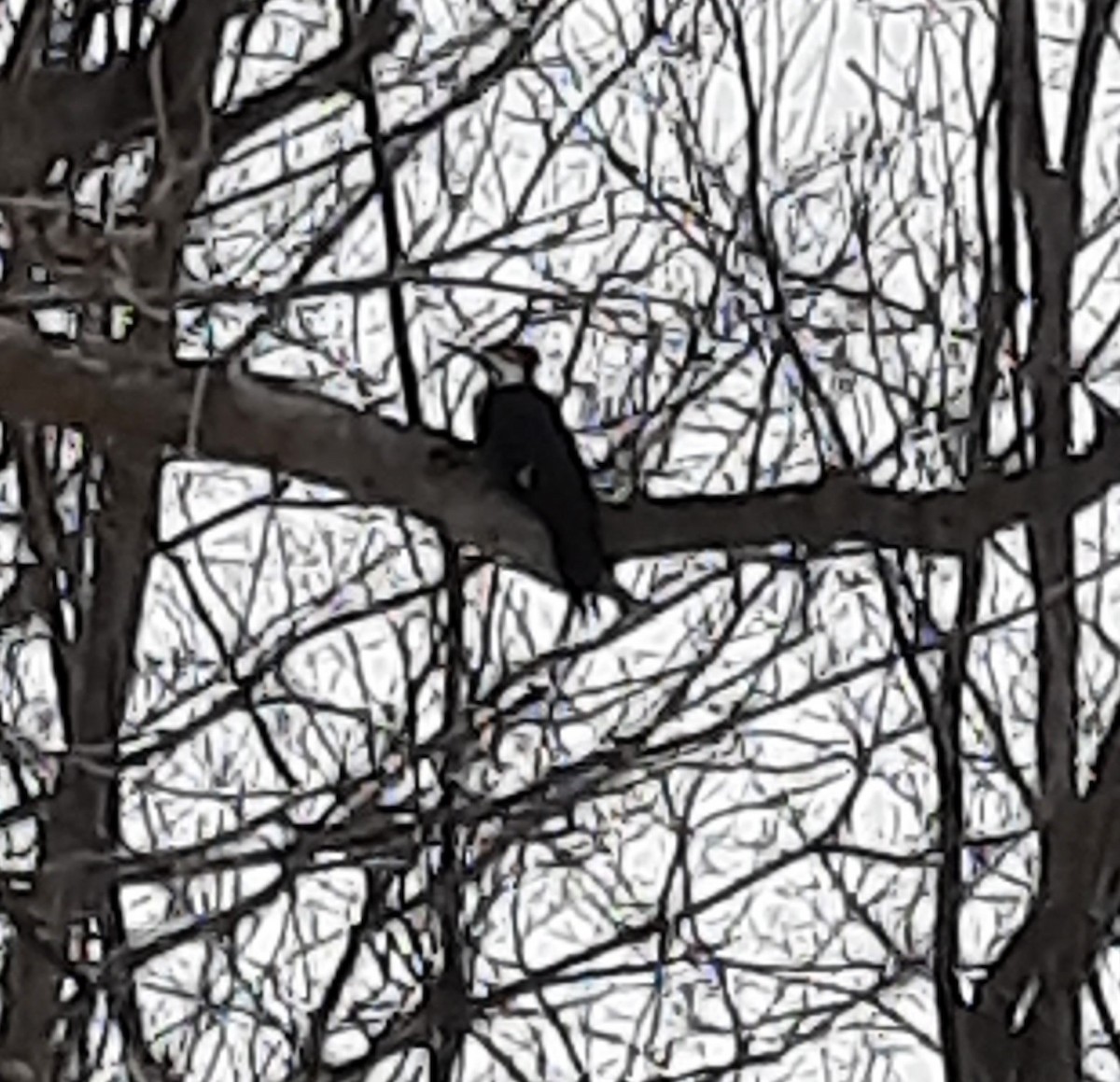 Pileated Woodpecker - ML631230761