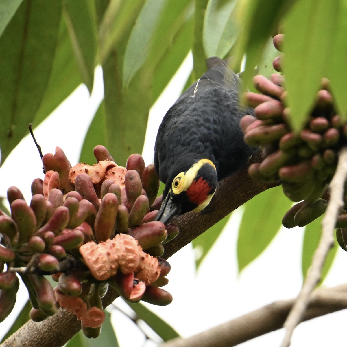 Yellow-tufted Woodpecker - ML631230806