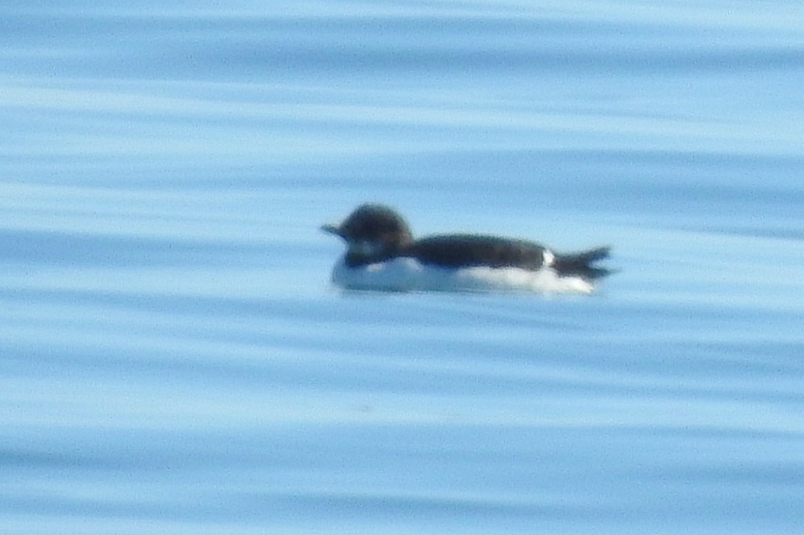 Кайра товстодзьоба - ML631230843