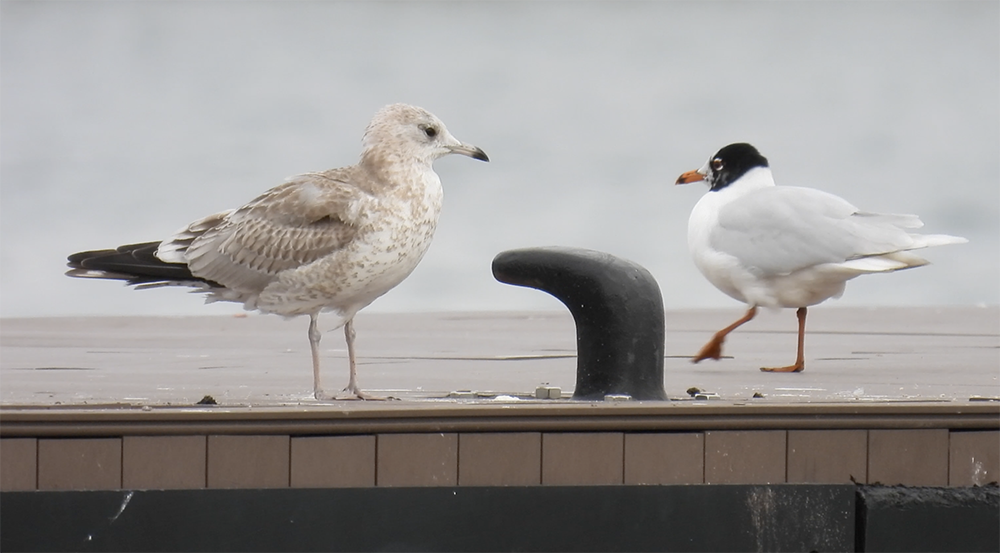 Үүлэн цахлай - ML631230992