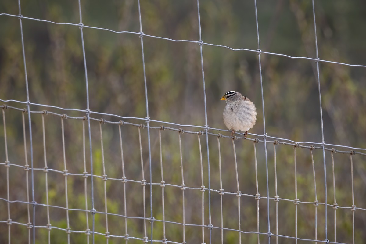 White-crowned Sparrow - ML631231828