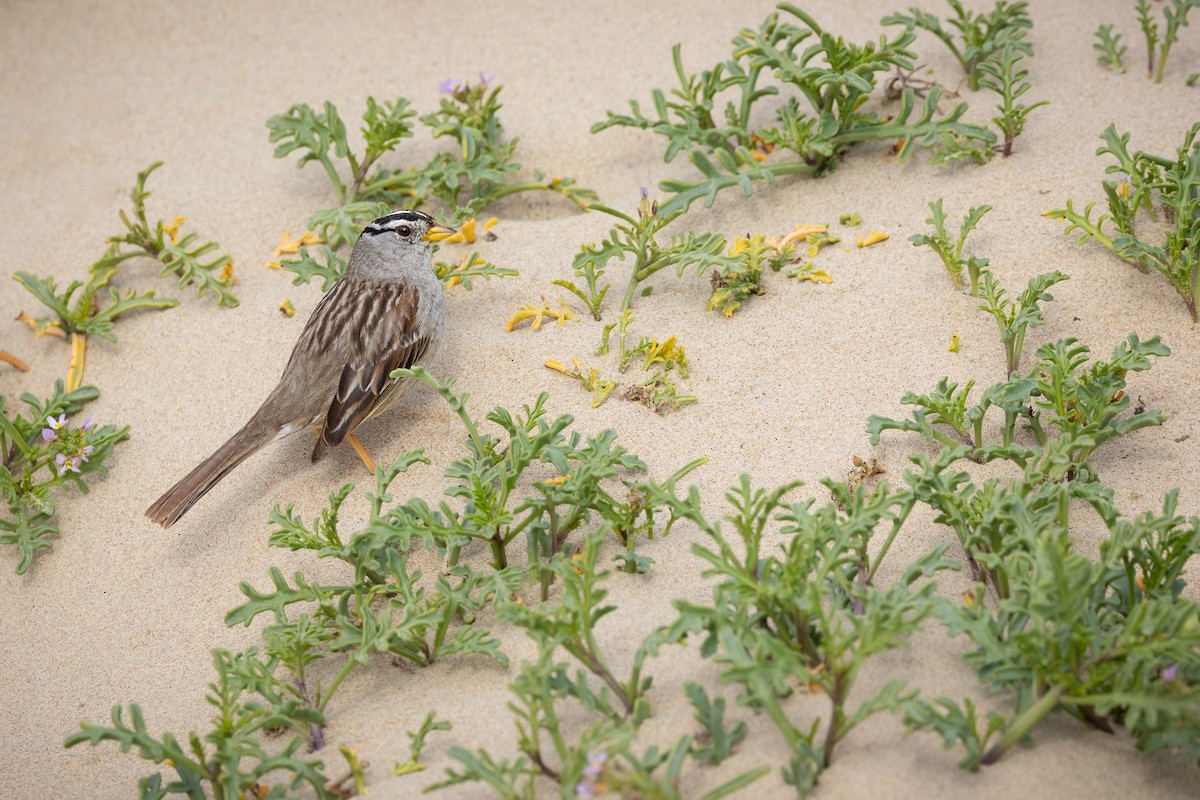 White-crowned Sparrow - ML631231829