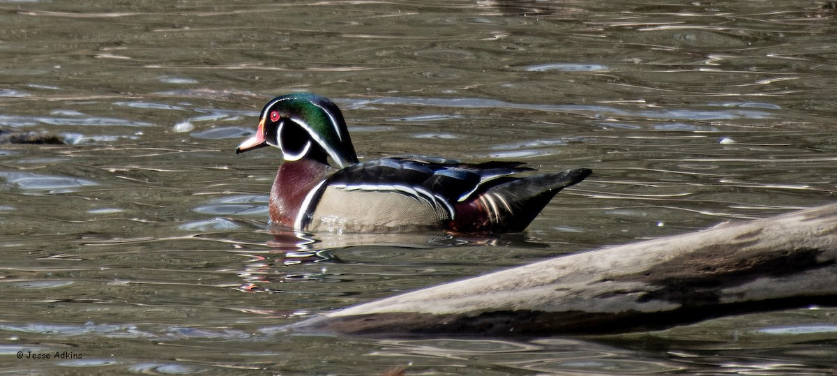 Wood Duck - ML631231840