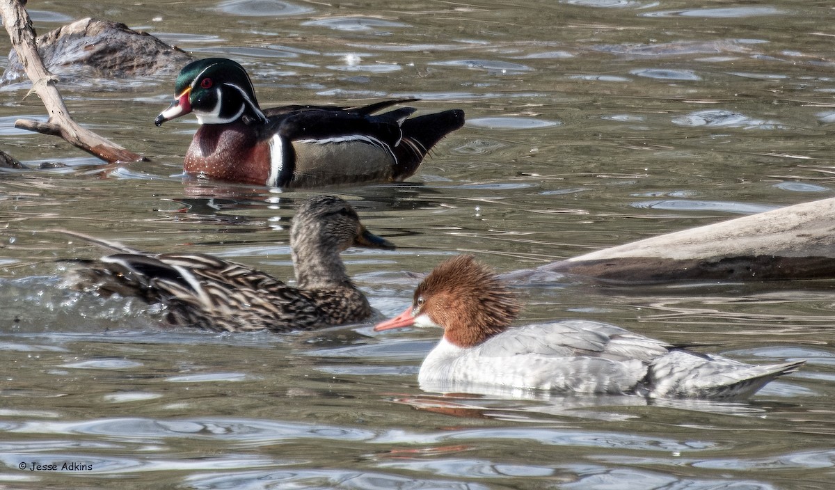 Wood Duck - ML631231842