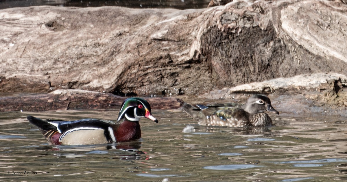 Wood Duck - ML631231843