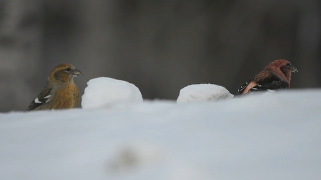 White-winged Crossbill - ML631231886