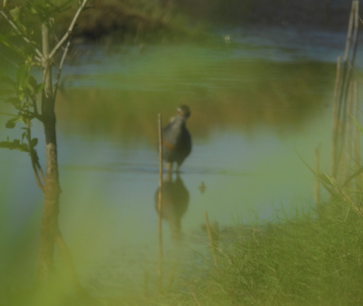 Buff-banded Rail - ML631231910