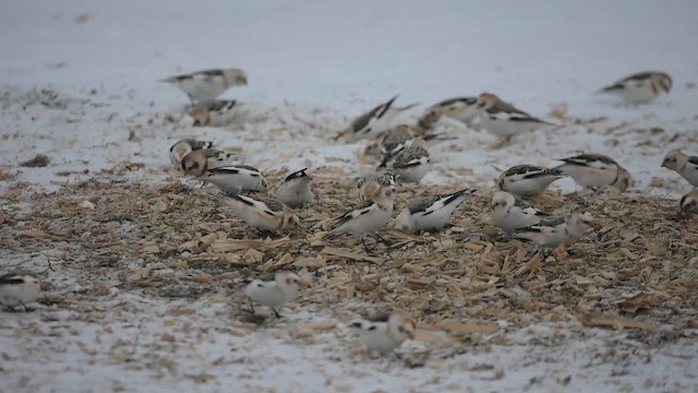 Цасч хөмрөг - ML631232126