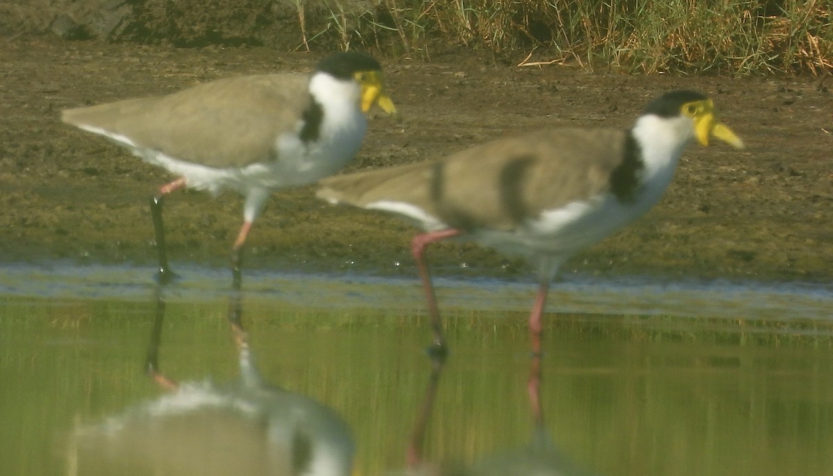 Masked Lapwing - ML631232228