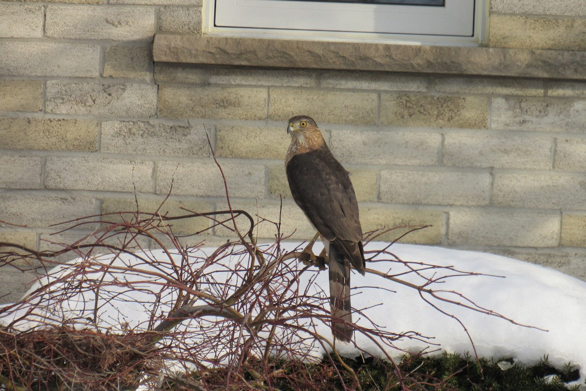 Cooper's Hawk - ML631232233