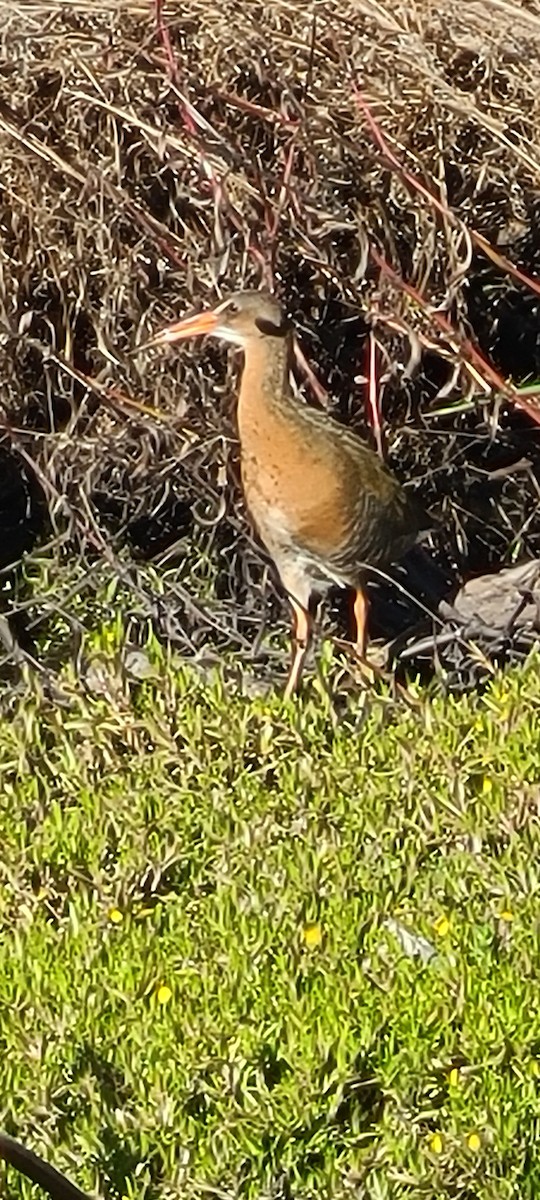 Ridgway's Rail - ML631232272