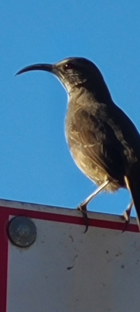 California Thrasher - ML631232358