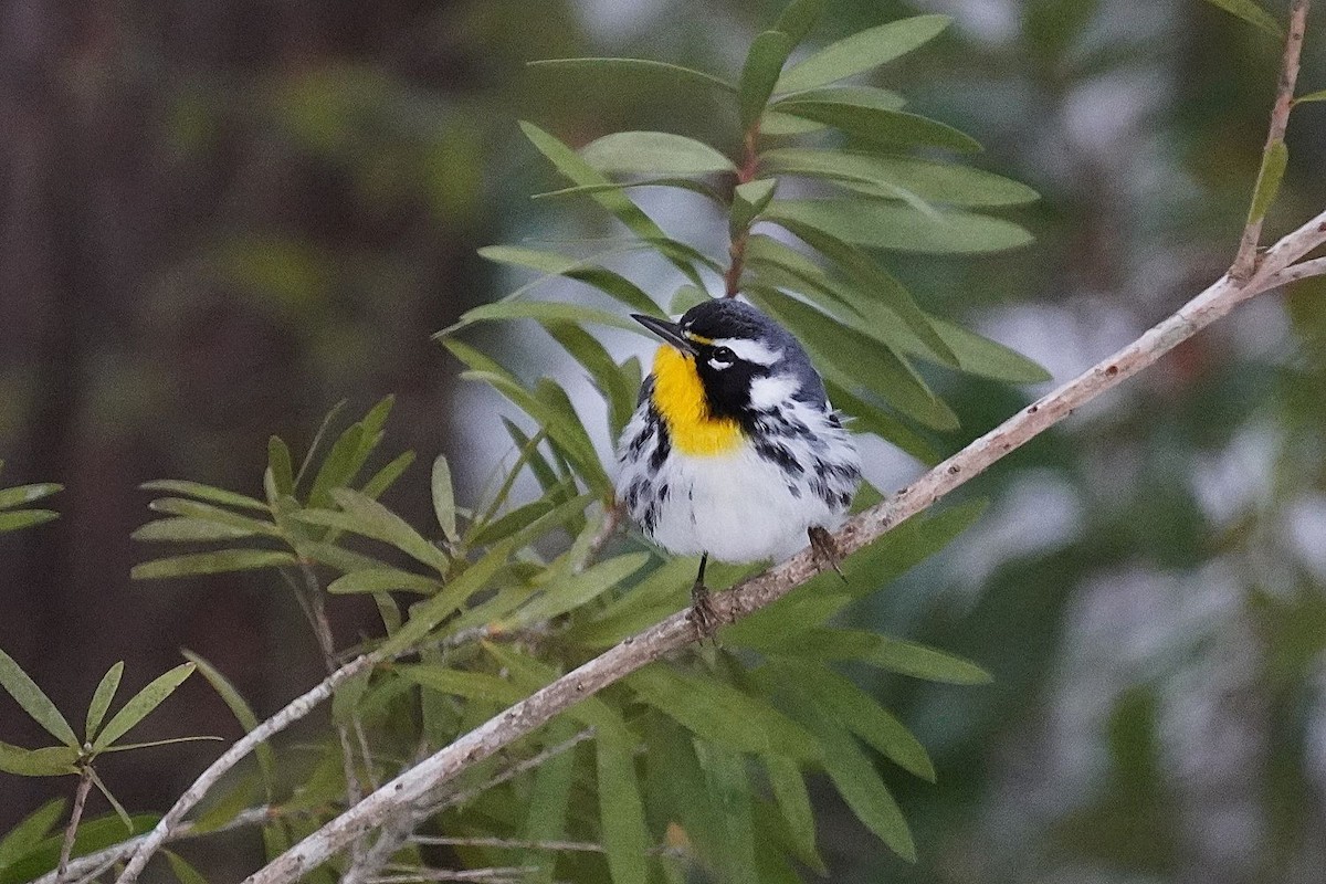 Yellow-throated Warbler - ML631232780