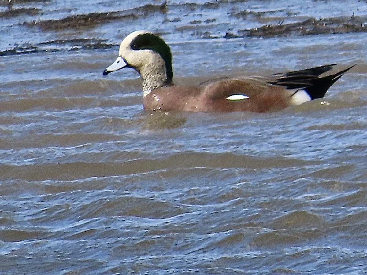 Canard d'Amérique - ML631232896