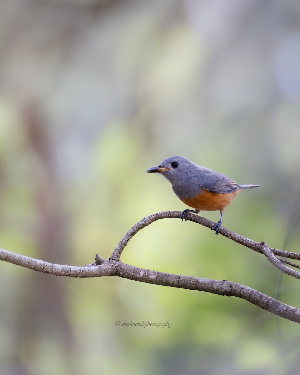 Black-faced Monarch - ML631232923