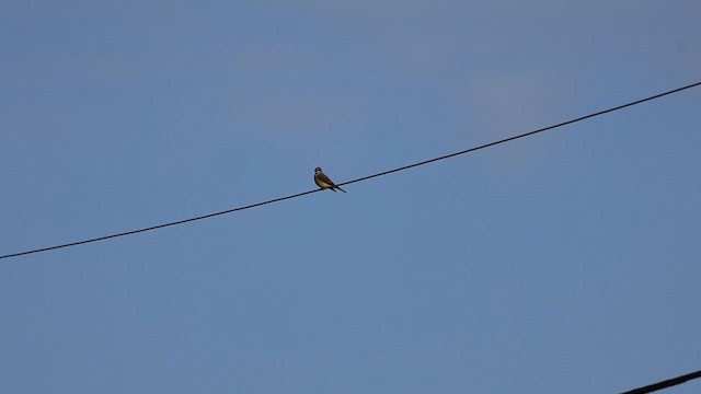 Western Kingbird - ML631233060