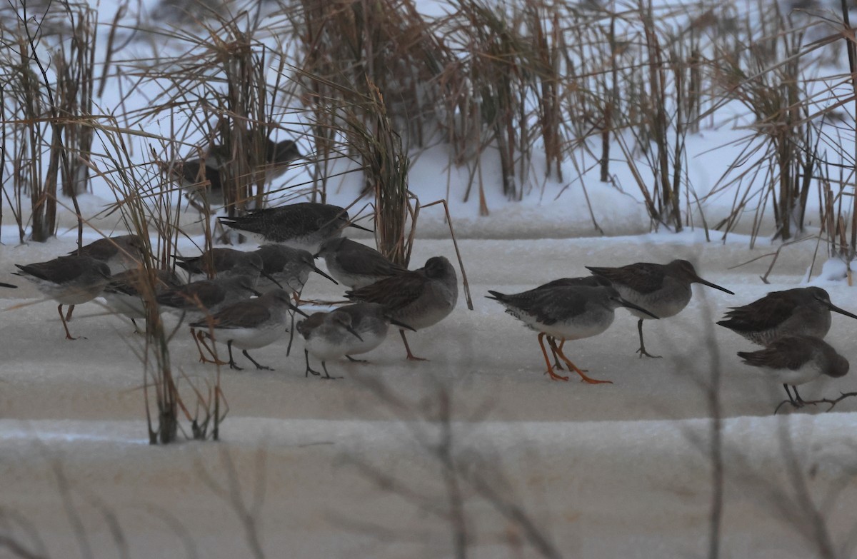 Stilt Sandpiper - ML631233745
