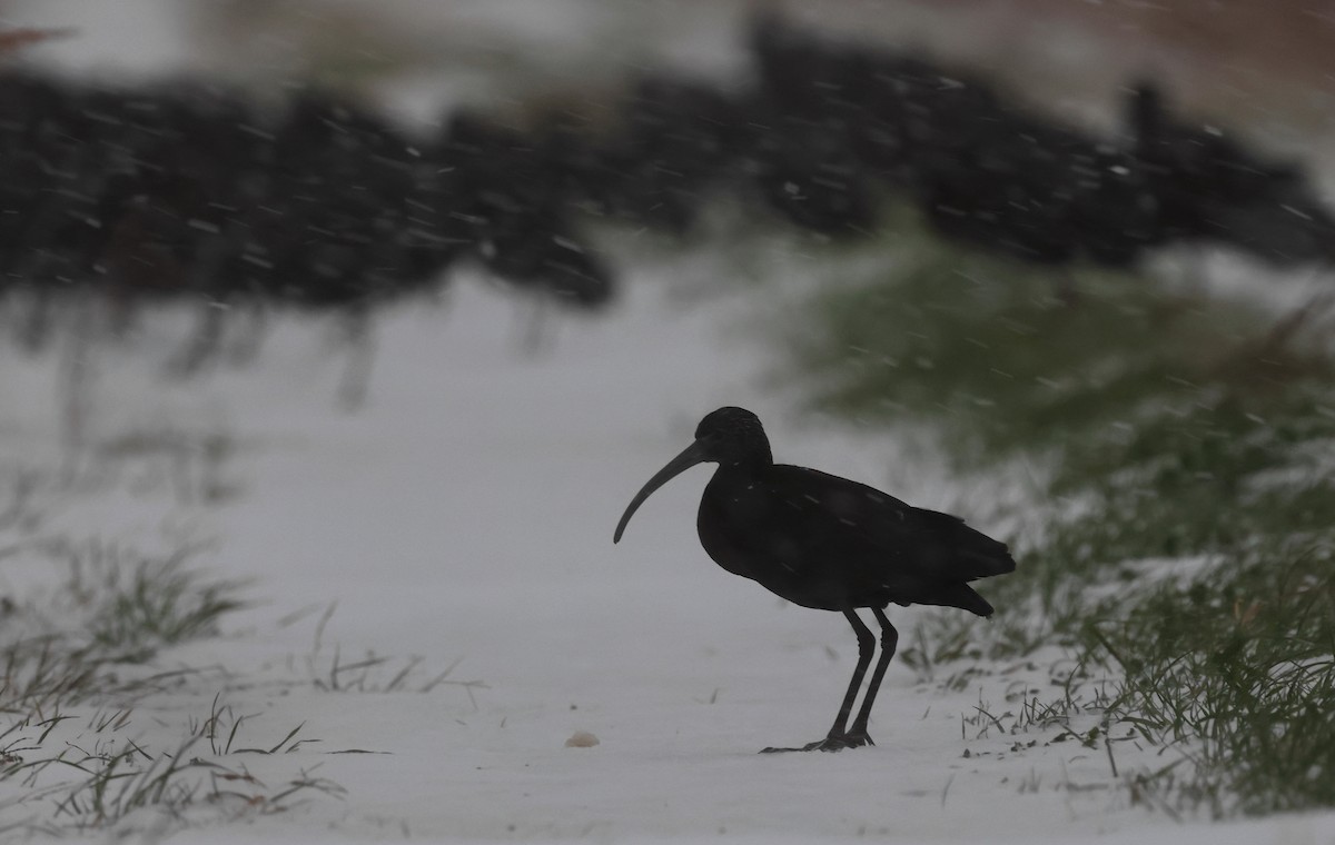 White-faced Ibis - ML631233788
