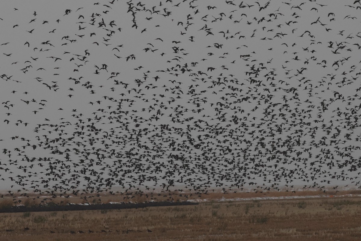 White-faced Ibis - ML631233796