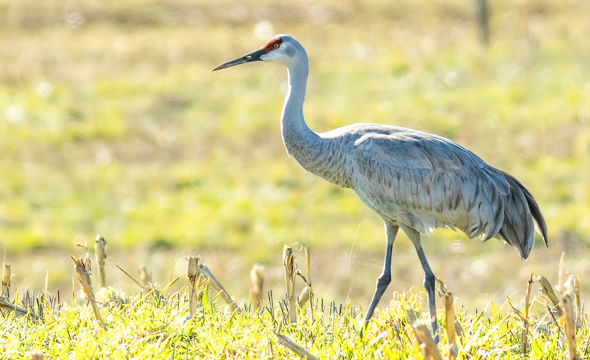 Sandhill Crane - ML631233895