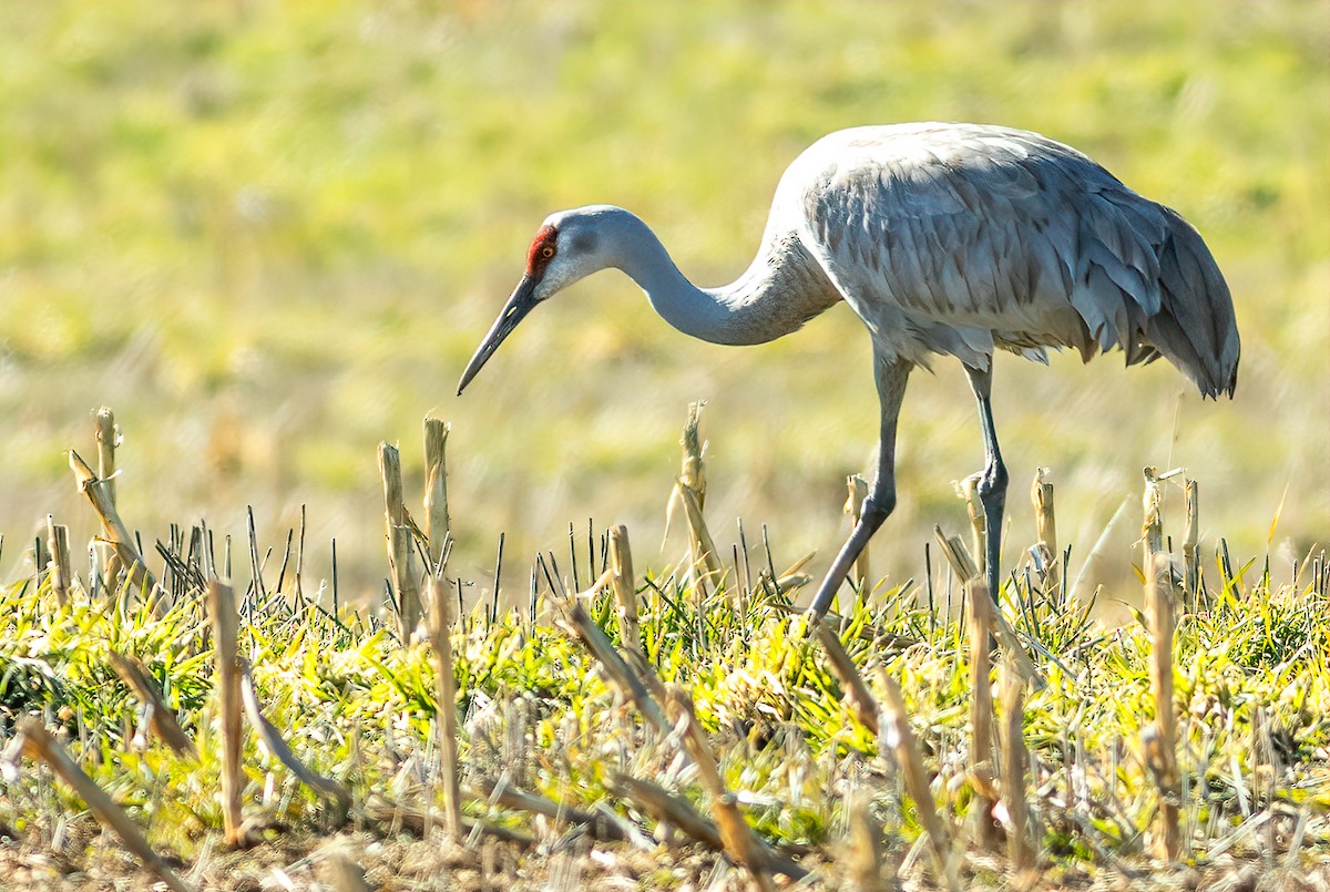 Sandhill Crane - ML631233911