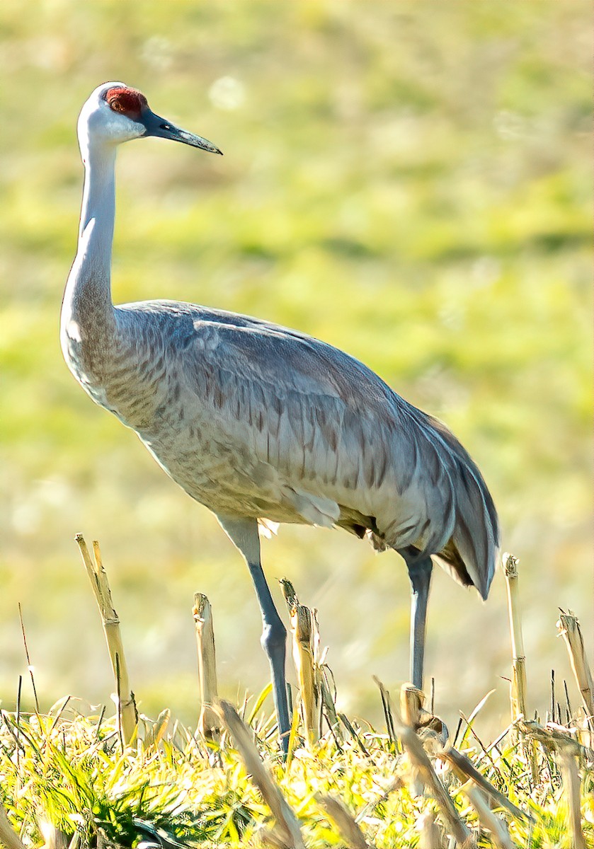Sandhill Crane - ML631233930