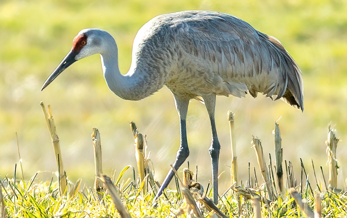 Sandhill Crane - ML631234122