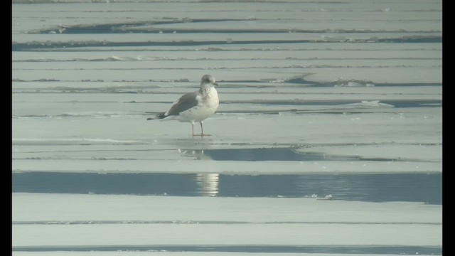 Short-billed Gull - ML631234213