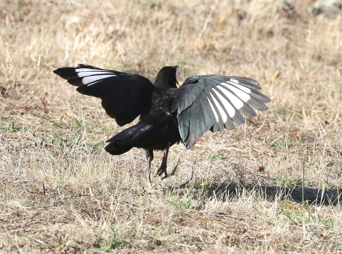 White-winged Chough - ML631234653
