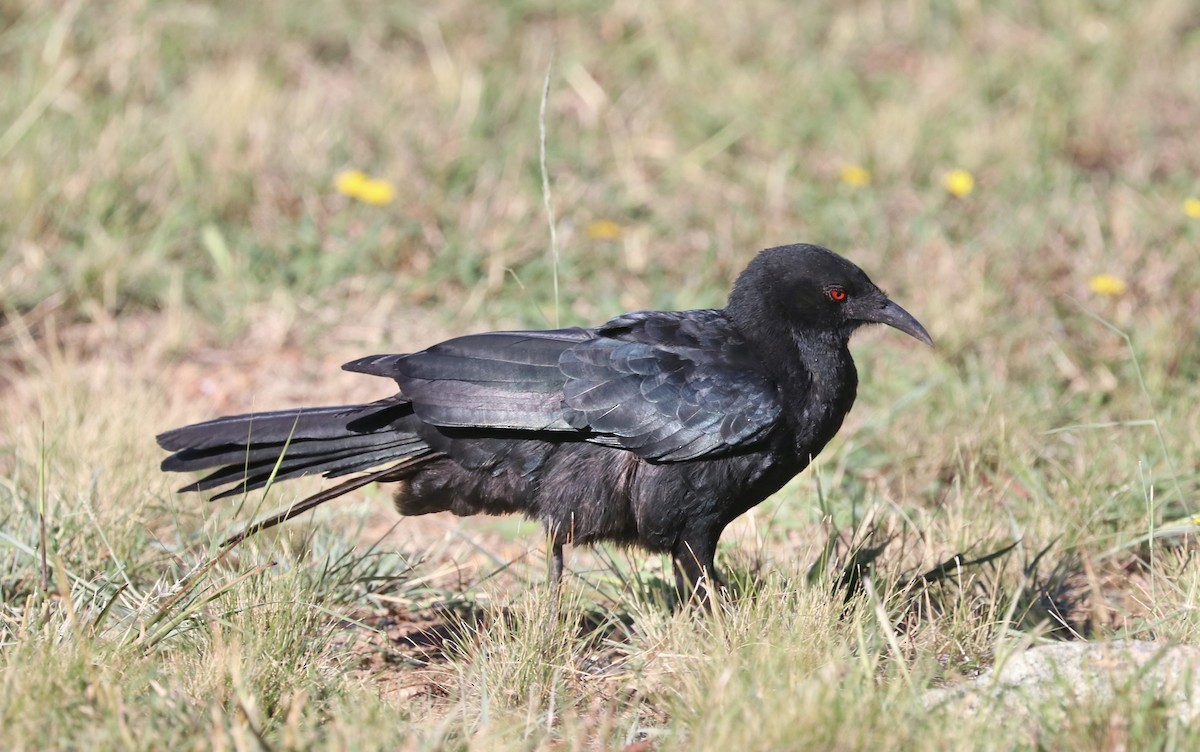 White-winged Chough - ML631234654